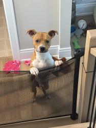 Found/Stray Male Dog last seen Euclid and Quentin, Palatine, IL 60067
