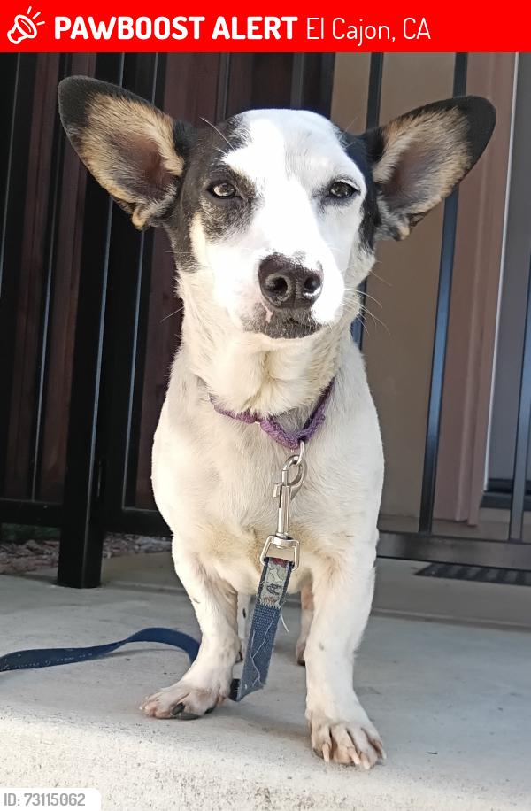 Lost Male Dog last seen Humane Society El Cajon, El Cajon, CA 92020