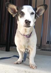 Lost Male Dog last seen Humane Society El Cajon, El Cajon, CA 92020