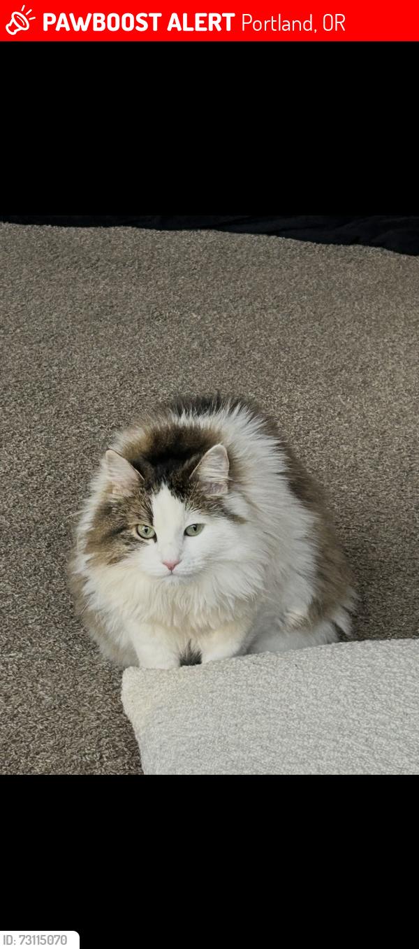 Lost Female Cat last seen Bybee dr, Portland, OR 97236