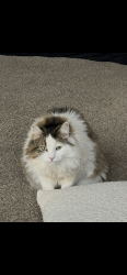 Lost Female Cat last seen Bybee dr, Portland, OR 97236
