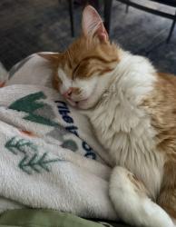Reunited Male Cat last seen 210th street and Hamburg, Lakeville, MN 55024