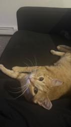 Reunited Male Cat last seen W 38th ave and wadsworth, Wheat Ridge, CO 80033