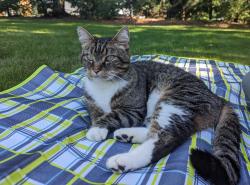 Lost Male Cat last seen Near Route 9 in Wellesley, Wellesley, MA 02481