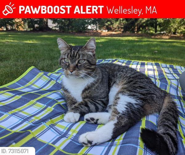 Lost Male Cat last seen Near Route 9 in Wellesley, Wellesley, MA 02481