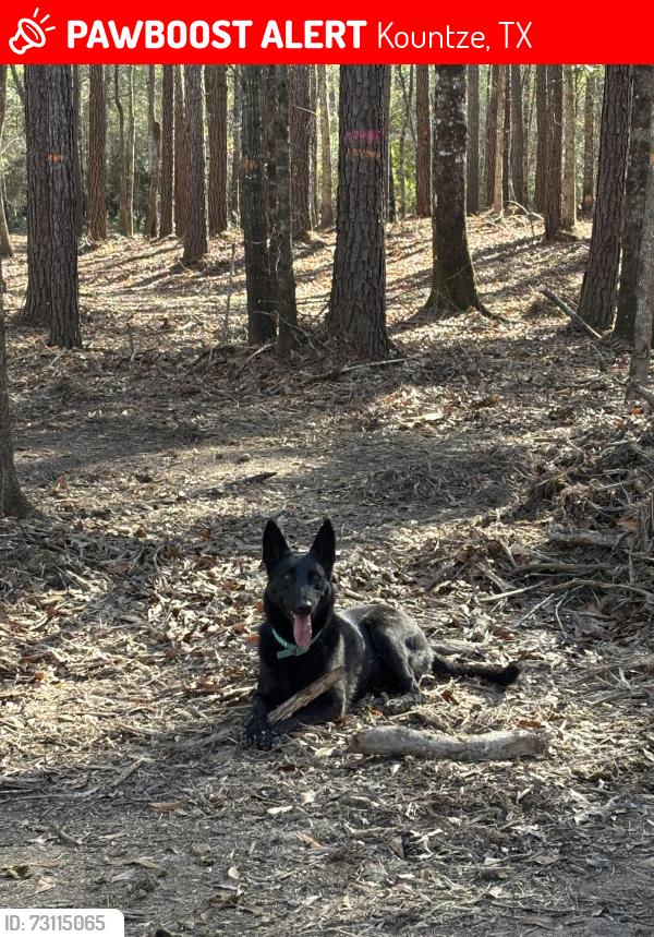 Lost Female Dog last seen fm943, Kountze, TX 77625