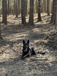 Lost Female Dog last seen fm943, Kountze, TX 77625