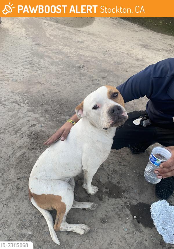 Found/Stray Female Dog last seen Charter and 2nd st, Stockton, CA 95202