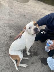 Found/Stray Female Dog last seen Charter and 2nd st, Stockton, CA 95202