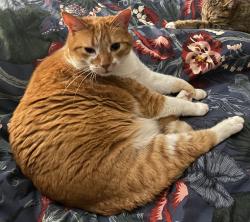 Lost Male Cat last seen Cashmere Ln. and Chestnut St., Everson, WA 98247