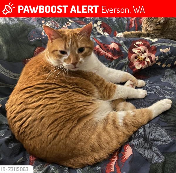 Lost Male Cat last seen Cashmere Ln. and Chestnut St., Everson, WA 98247