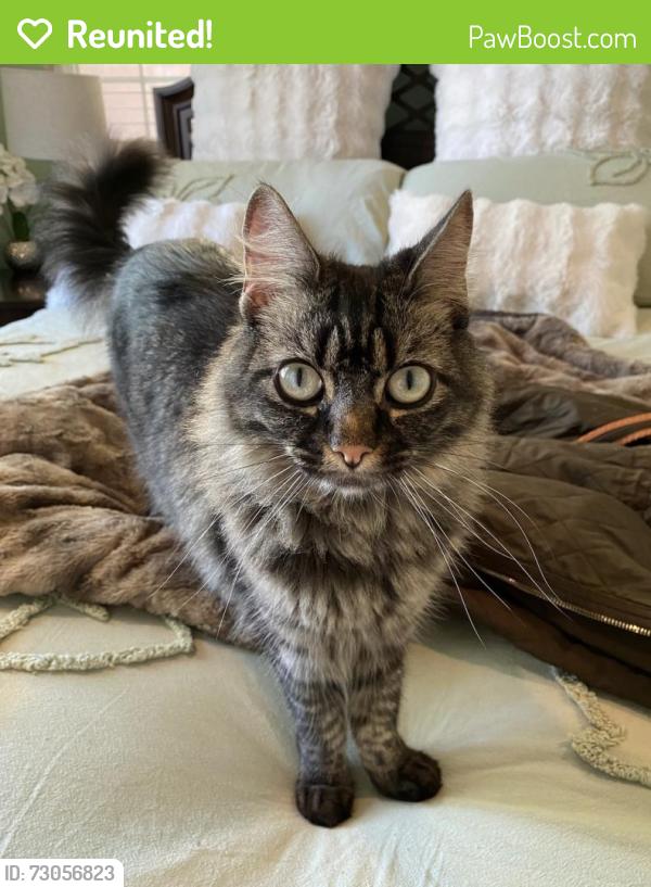 Reunited Female Cat last seen Peninsula Point Drive and Sea crest Drive, Seaside, CA 93955