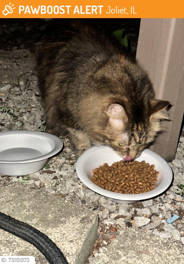 Found/Stray Unknown Cat last seen Poplar and Gaylord, Joliet, IL 60435