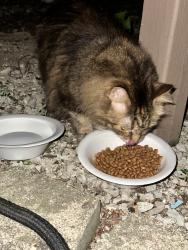 Found/Stray Unknown Cat last seen Poplar and Gaylord, Joliet, IL 60435