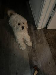 Lost Male Dog last seen west lake dr and mariners way, Menifee, CA 92584
