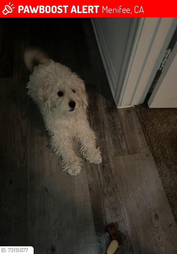 Lost Male Dog last seen west lake dr and mariners way, Menifee, CA 92584