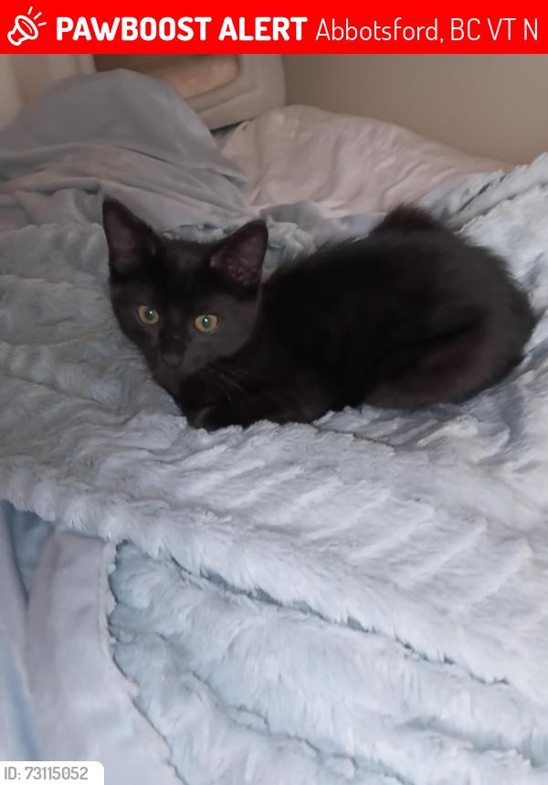 Lost Male Cat last seen Columbia bible college, Clearbrook road at Coral avenue, , Abbotsford, BC V2T 4N4