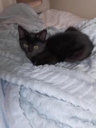Lost Male Cat last seen Columbia bible college, Clearbrook road at Coral avenue, , Abbotsford, BC V2T 4N4