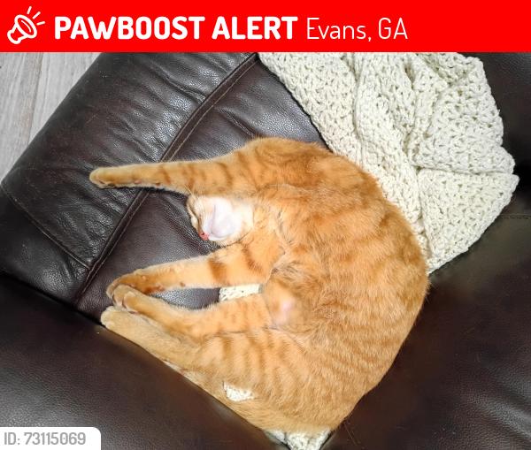Lost Female Cat last seen Woodbridge/ Blanchard park, Evans, GA 30809