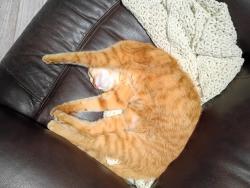 Lost Female Cat last seen Woodbridge/ Blanchard park, Evans, GA 30809