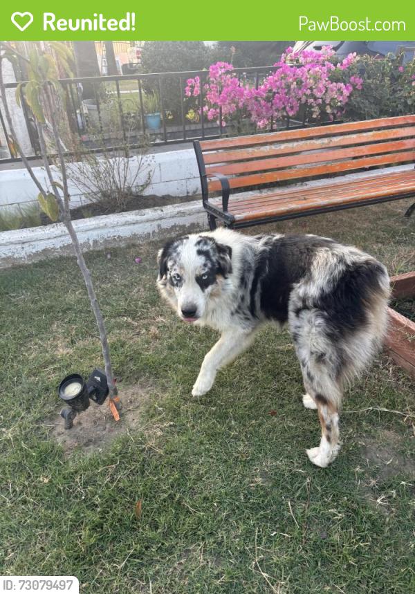 Reunited Male Dog last seen Amistad and Harrell, Pico Rivera, CA 90660