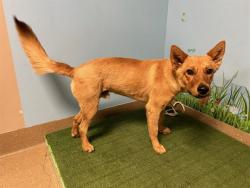 Shelter Stray Male Dog last seen , 38550 Sierra Hwy, Palmdale, CA 93550, USA