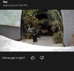 Found/Stray Male Cat last seen San Pablo, Berkeley, CA 94703