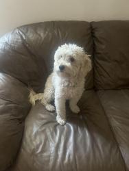 Reunited Male Dog last seen west lake dr and mariners way, Menifee, CA 92584