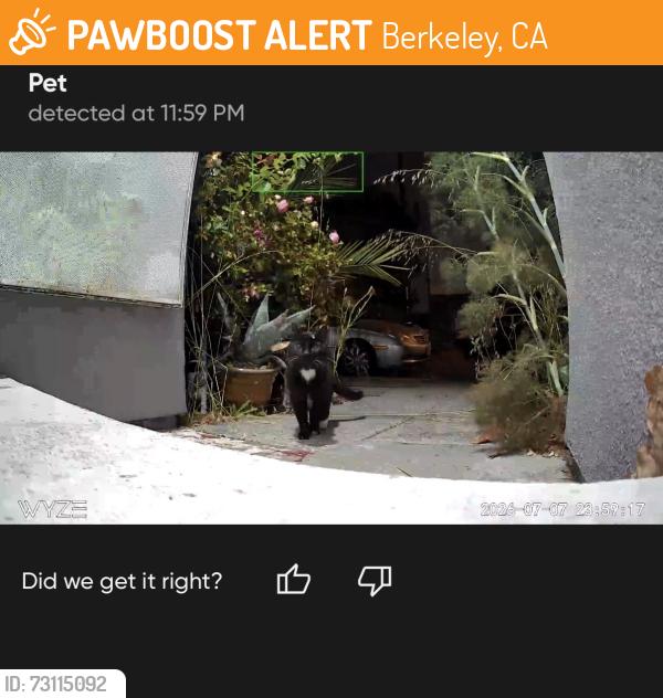 Found/Stray Male Cat last seen San Pablo, Berkeley, CA 94703