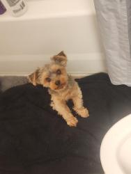 Lost Male Dog last seen Axletree apmts, Milwaukie, OR 97222
