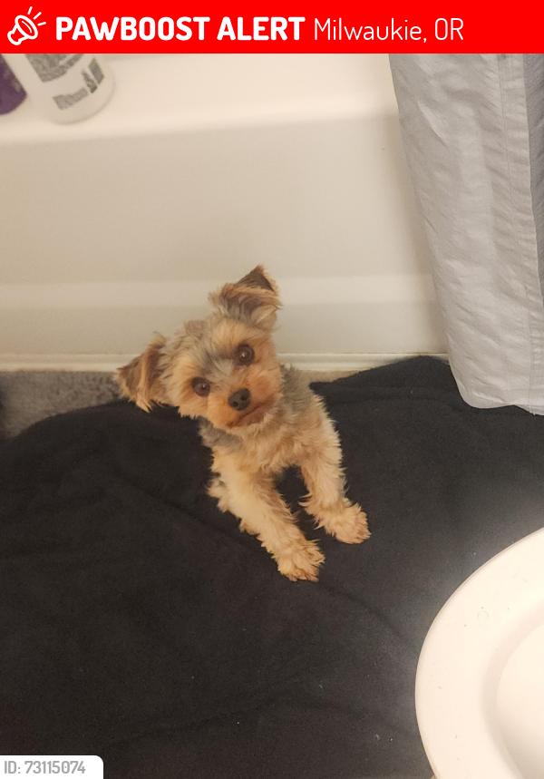 Lost Male Dog last seen Axletree apmts, Milwaukie, OR 97222