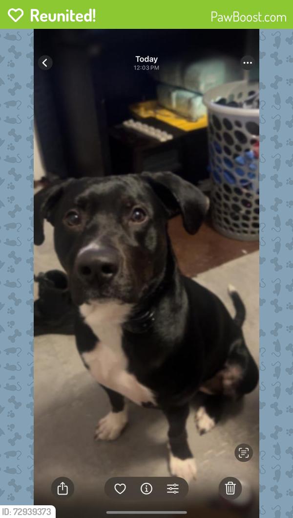 Reunited Male Dog last seen Near Bales Ave, Kansas City, MO 64137, USA, Kansas City, MO 64137