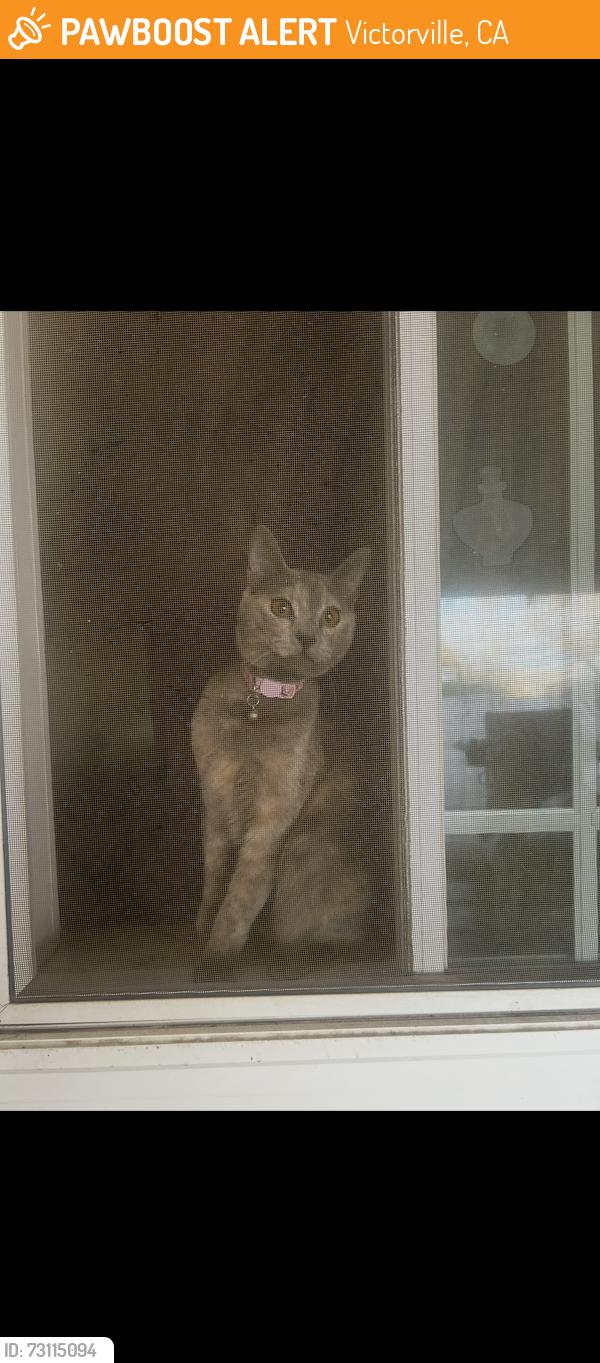 Found/Stray Female Cat last seen at home, Victorville, CA 92395