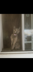 Found/Stray Female Cat last seen at home, Victorville, CA 92395