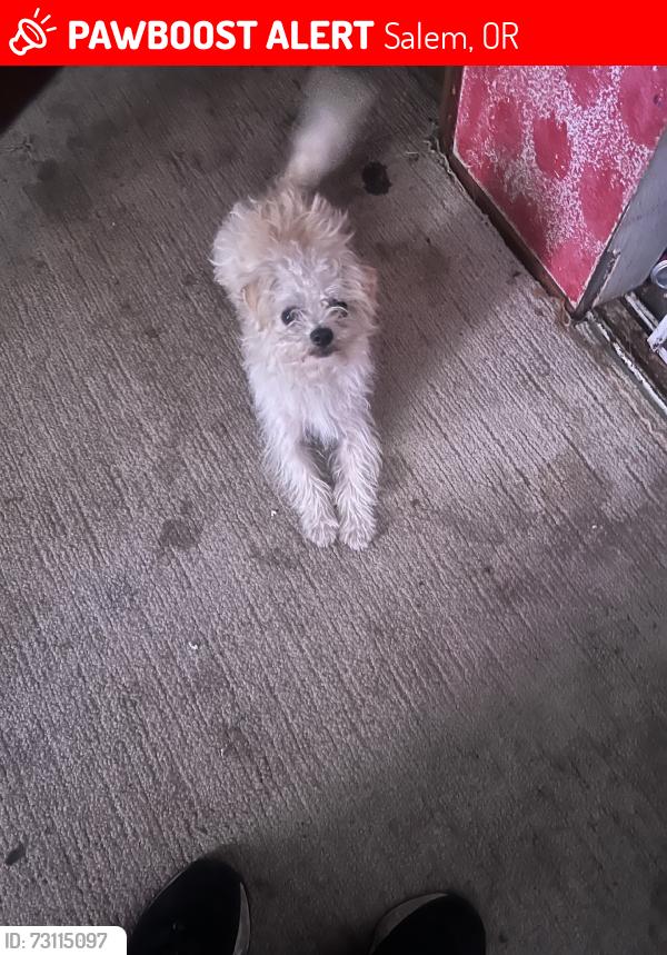 Lost Male Dog last seen Silverton rd, Salem, OR 97301