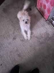 Lost Male Dog last seen Silverton rd, Salem, OR 97301
