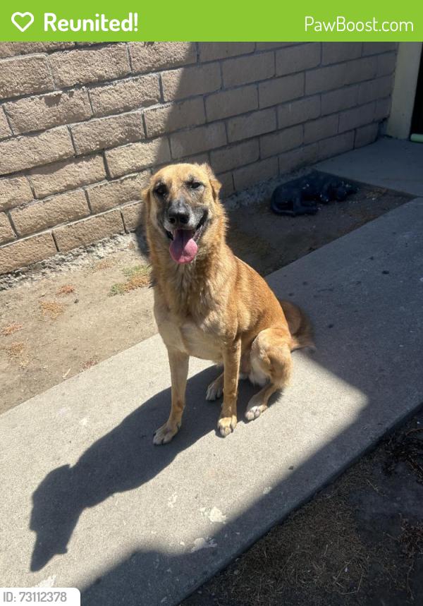 Reunited Female Dog last seen Near E Gladstone St, Azusa, CA 91702, USA, Azusa, CA 91702