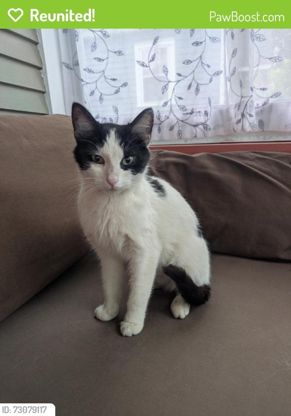 Reunited Female Cat last seen Pascal St N, Carroll Ave, Saint Paul, MN 55104