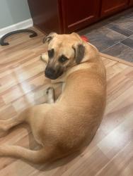 Reunited Male Dog last seen Araby lane, East Bend, NC 27018