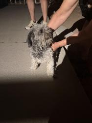 Found/Stray Male Dog last seen 98th st and sage, Albuquerque, NM 87121