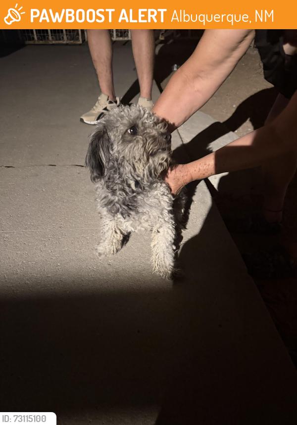 Found/Stray Male Dog last seen 98th st and sage, Albuquerque, NM 87121