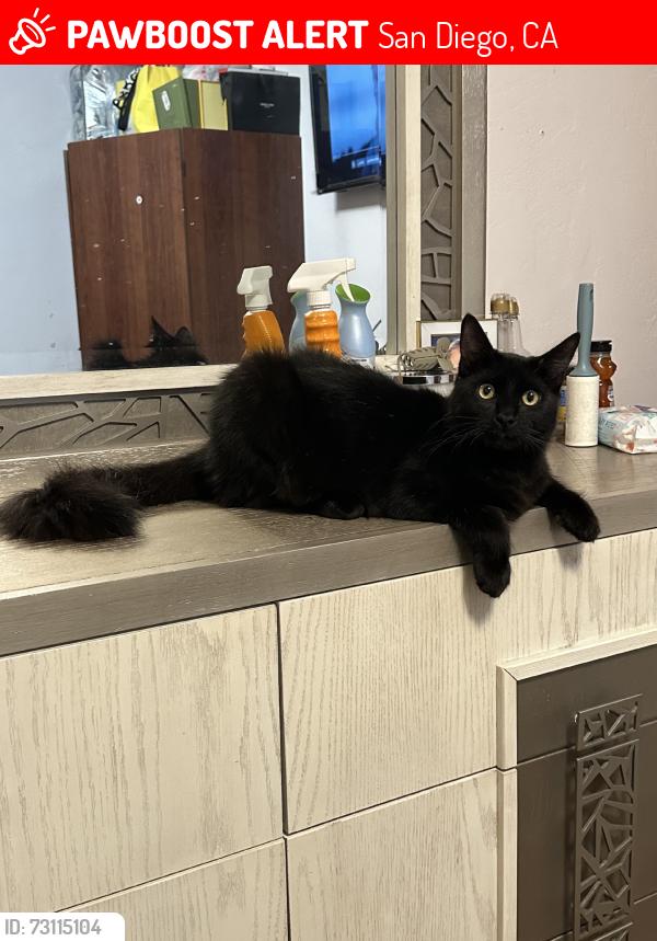 Lost Male Cat last seen Down the street at the interdection of 55th and laurel, San Diego, CA 92105