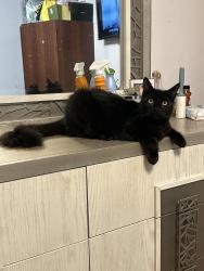 Lost Male Cat last seen Down the street at the interdection of 55th and laurel, San Diego, CA 92105