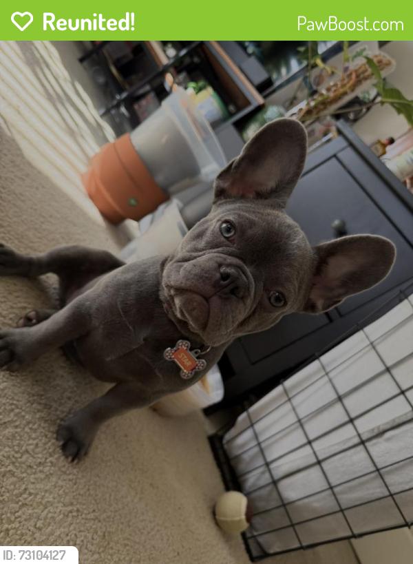 Reunited Female Dog last seen White Oaks Community in Cypress, Cypress, TX 77429