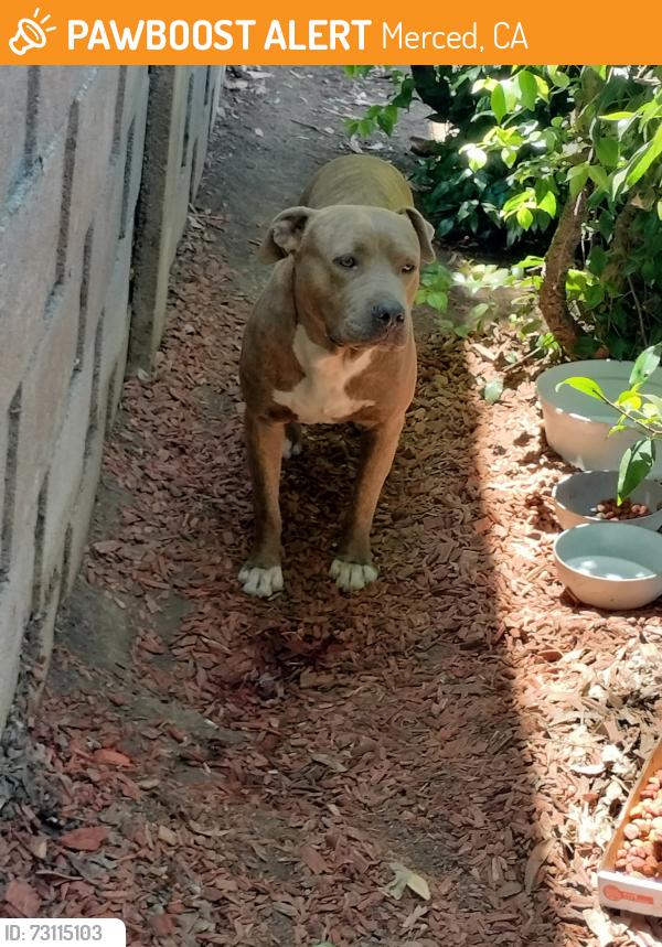 Found/Stray Unknown Dog last seen americas tires on olive, Merced, CA 95348