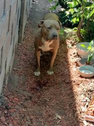 Found/Stray Unknown Dog last seen americas tires on olive, Merced, CA 95348