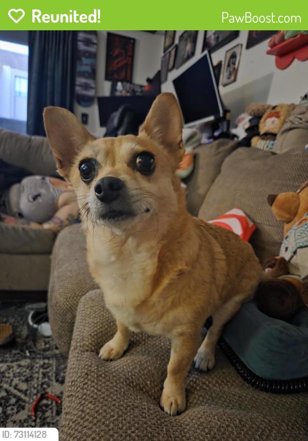 Reunited Male Dog last seen Grove street near Villa Del Sol apmts, Pomona, CA 91767