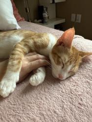 Lost Male Cat last seen Old Keller's gas station, Lynnwood, WA 98087