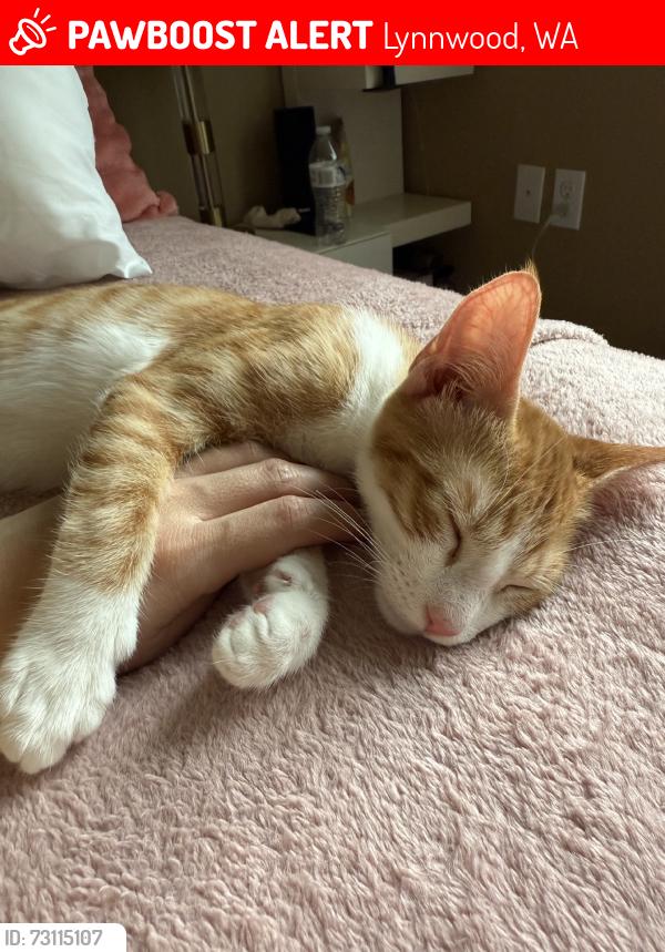 Lost Male Cat last seen Old Keller's gas station, Lynnwood, WA 98087