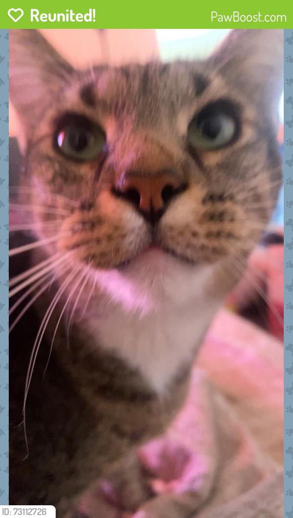 Reunited Male Cat last seen Near Palacio View, Colorado Springs, CO 80910, USA, Colorado Springs, CO 80910